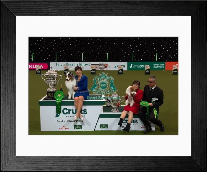 Framed Print : D-C-D-0-1-9-0 Crufts 2024 NEC Birmingham Terrier Framed Print : D-C-D-0-1-9-0 Crufts 2024 NEC Birmingham Terrier