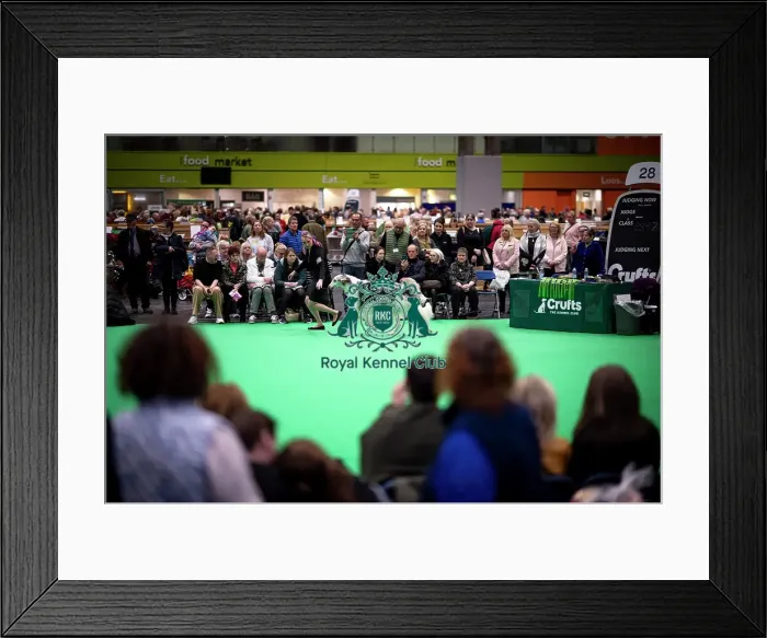 Framed Print : D-C-D-0-1-9-0 Crufts 2024 NEC Birmingham Day 4 Framed Print : D-C-D-0-1-9-0 Crufts 2024 NEC Birmingham Day 4