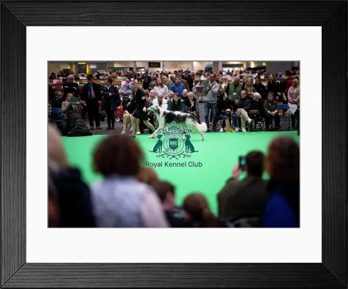 Framed Print : D-C-D-0-1-9-0 Crufts 2024 NEC Birmingham Day 4 Framed Print : D-C-D-0-1-9-0 Crufts 2024 NEC Birmingham Day 4