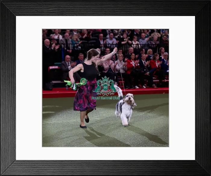 Framed Print : D-C-D-0-1-9-0 Crufts 2024 NEC Birmingham Hound