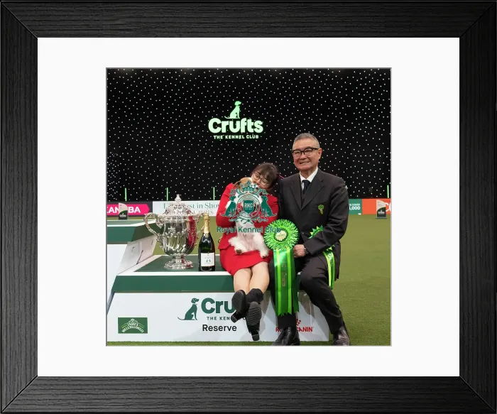 Framed Print : D-C-D-0-1-9-0 Crufts 2024 NEC Birmingham Terrier