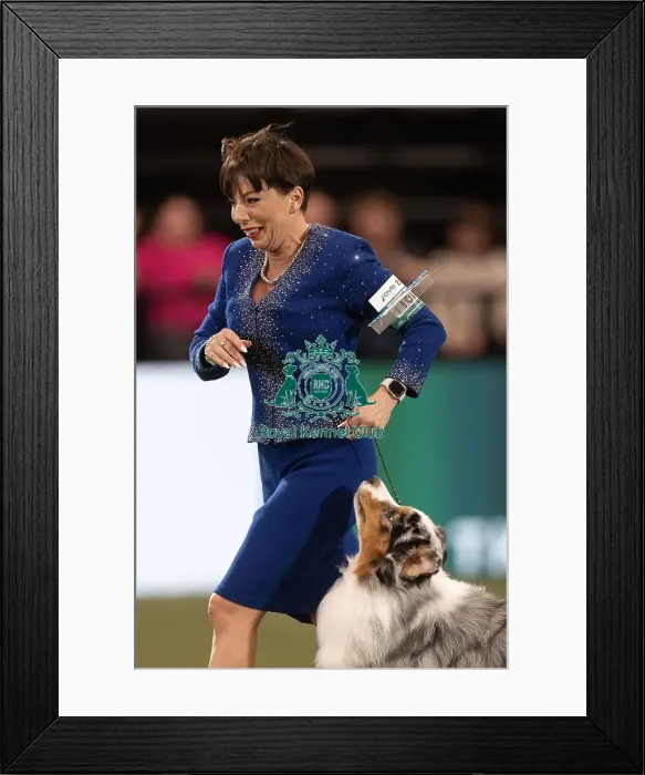 Framed Print : D-C-D-0-1-9-0 Crufts 2024 NEC Birmingham Terrier Framed Print : D-C-D-0-1-9-0 Crufts 2024 NEC Birmingham Terrier
