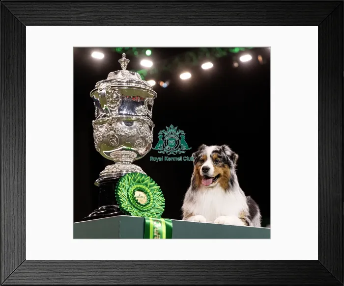 Framed Print : D-C-D-0-1-9-0 Crufts 2024 NEC Birmingham Terrier Framed Print : D-C-D-0-1-9-0 Crufts 2024 NEC Birmingham Terrier