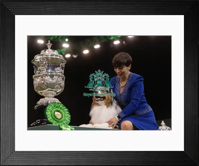 Framed Print : D-C-D-0-1-9-0 Crufts 2024 NEC Birmingham Terrier Framed Print : D-C-D-0-1-9-0 Crufts 2024 NEC Birmingham Terrier