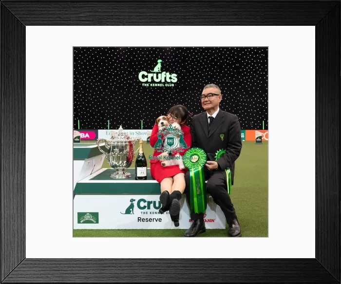 Framed Print : D-C-D-0-1-9-0 Crufts 2024 NEC Birmingham Terrier Framed Print : D-C-D-0-1-9-0 Crufts 2024 NEC Birmingham Terrier