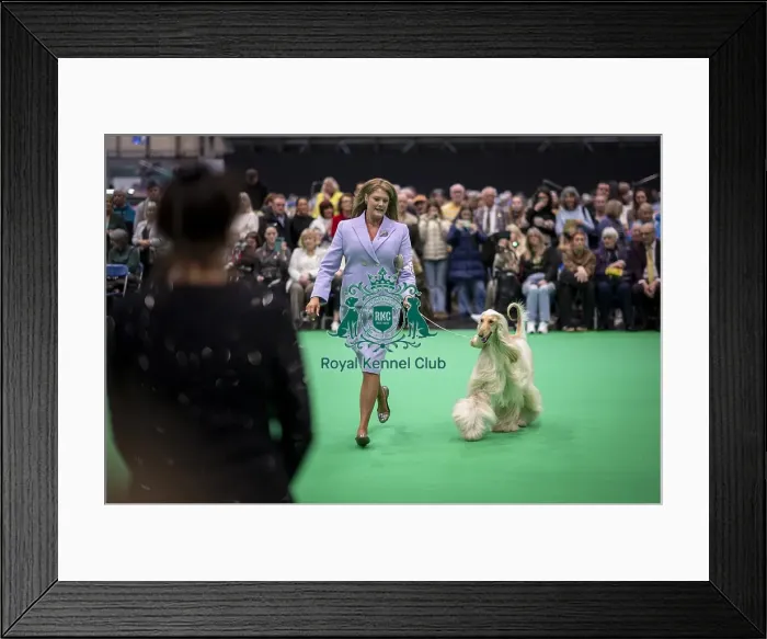 Framed Print : D-C-D-0-1-9-0 Crufts 2024 NEC Birmingham Day 4 Framed Print : D-C-D-0-1-9-0 Crufts 2024 NEC Birmingham Day 4