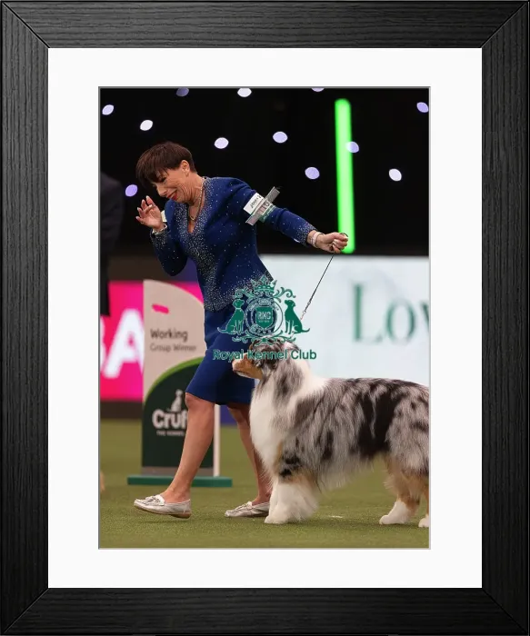 Framed Print : D-C-D-0-1-9-0 Crufts 2024 NEC Birmingham Terrier Framed Print : D-C-D-0-1-9-0 Crufts 2024 NEC Birmingham Terrier