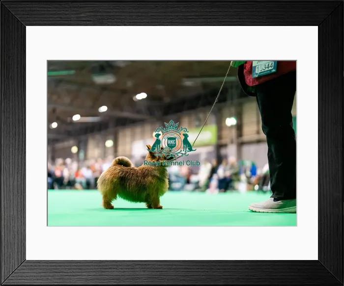Framed Print : D-C-D-0-1-9-0 Crufts 2024 NEC Birmingham Terrier
