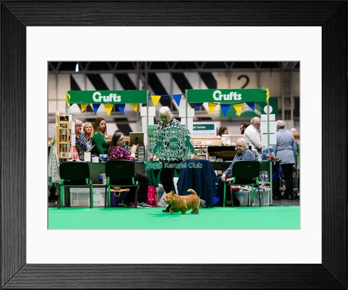 Framed Print : D-C-D-0-1-9-0 Crufts 2024 NEC Birmingham Terrier