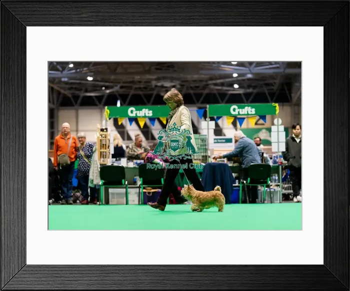 Framed Print : D-C-D-0-1-9-0 Crufts 2024 NEC Birmingham Terrier