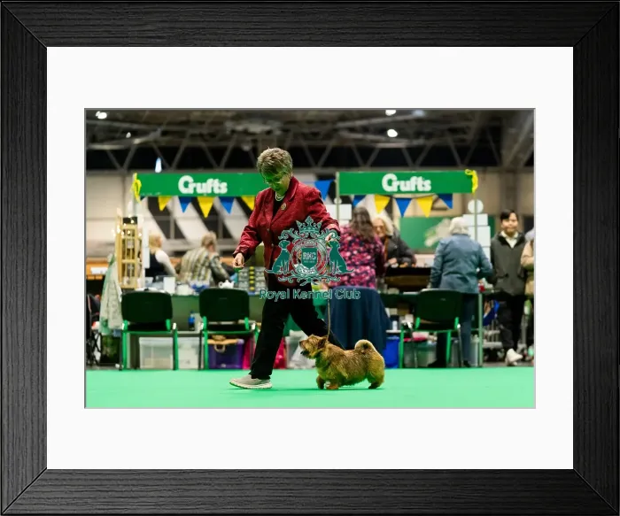 Framed Print : D-C-D-0-1-9-0 Crufts 2024 NEC Birmingham Terrier