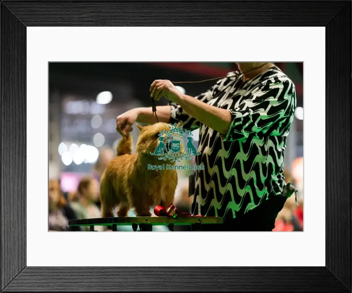 Framed Print : D-C-D-0-1-9-0 Crufts 2024 NEC Birmingham Terrier