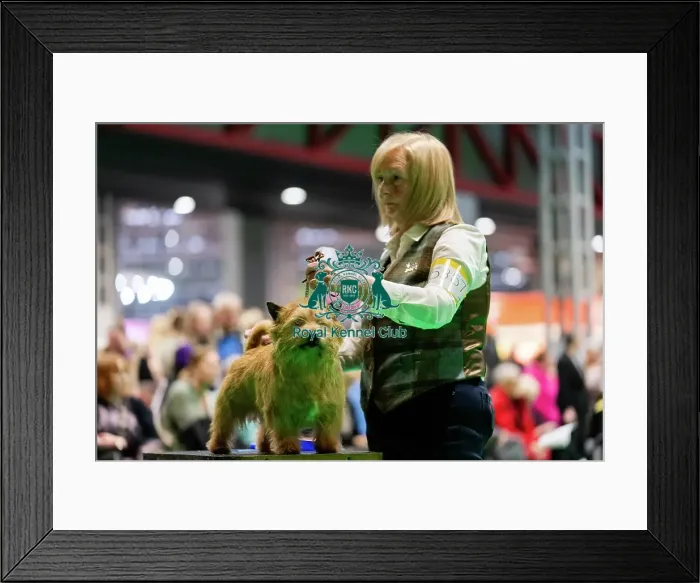 Framed Print : D-C-D-0-1-9-0 Crufts 2024 NEC Birmingham Terrier