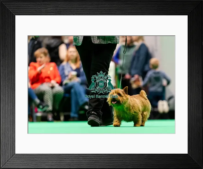 Framed Print : D-C-D-0-1-9-0 Crufts 2024 NEC Birmingham Terrier