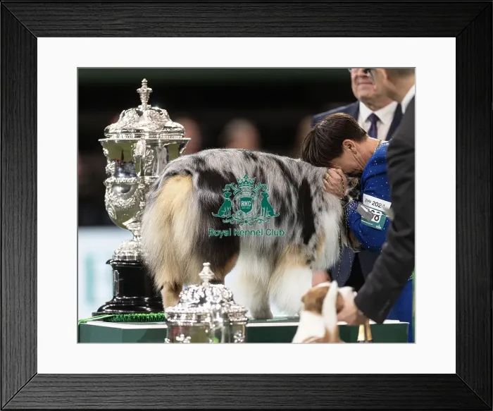 Framed Print : D-C-D-0-1-9-0 Crufts 2024 NEC Birmingham Terrier Framed Print : D-C-D-0-1-9-0 Crufts 2024 NEC Birmingham Terrier