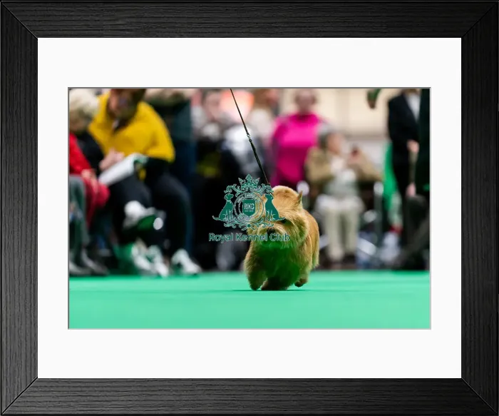 Framed Print : D-C-D-0-1-9-0 Crufts 2024 NEC Birmingham Terrier