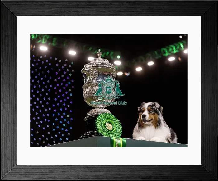 Framed Print : D-C-D-0-1-9-0 Crufts 2024 NEC Birmingham Terrier Framed Print : D-C-D-0-1-9-0 Crufts 2024 NEC Birmingham Terrier
