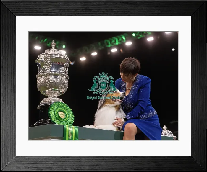 Framed Print : D-C-D-0-1-9-0 Crufts 2024 NEC Birmingham Terrier Framed Print : D-C-D-0-1-9-0 Crufts 2024 NEC Birmingham Terrier