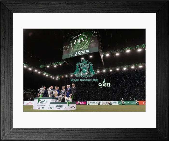 Framed Print : D-C-D-0-1-9-0 Crufts 2024 NEC Birmingham Terrier Framed Print : D-C-D-0-1-9-0 Crufts 2024 NEC Birmingham Terrier