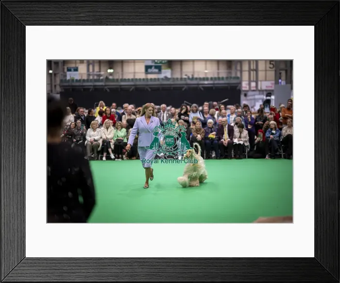 Framed Print : D-C-D-0-1-9-0 Crufts 2024 NEC Birmingham Day 4
