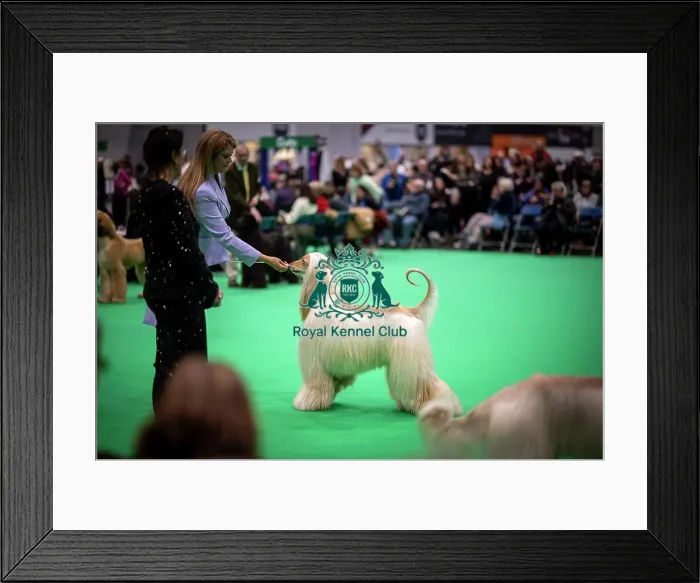 Framed Print : D-C-D-0-1-9-0 Crufts 2024 NEC Birmingham Day 4