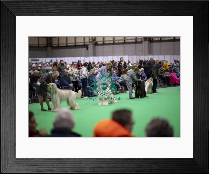 Framed Print : D-C-D-0-1-9-0 Crufts 2024 NEC Birmingham Day 4 Framed Print : D-C-D-0-1-9-0 Crufts 2024 NEC Birmingham Day 4