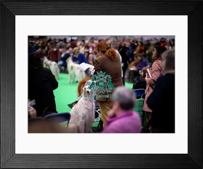 Framed Print : D-C-D-0-1-9-0 Crufts 2024 NEC Birmingham Day 4 Framed Print : D-C-D-0-1-9-0 Crufts 2024 NEC Birmingham Day 4