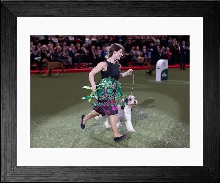 Framed Print : D-C-D-0-1-9-0 Crufts 2024 NEC Birmingham Hound Framed Print : D-C-D-0-1-9-0 Crufts 2024 NEC Birmingham Hound