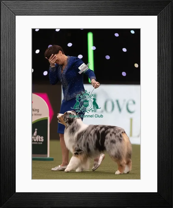 Framed Print : D-C-D-0-1-9-0 Crufts 2024 NEC Birmingham Terrier Framed Print : D-C-D-0-1-9-0 Crufts 2024 NEC Birmingham Terrier