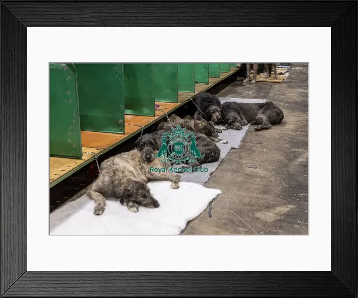 Framed Print : D-C-D-0-1-9-0 Crufts 2024 NEC Birmingham Day 3 Framed Print : D-C-D-0-1-9-0 Crufts 2024 NEC Birmingham Day 3