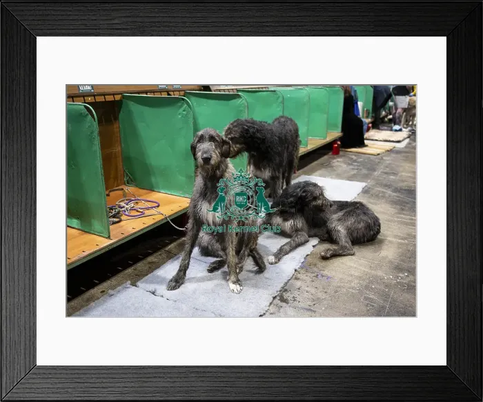 Framed Print : D-C-D-0-1-9-0 Crufts 2024 NEC Birmingham Day 3 Framed Print : D-C-D-0-1-9-0 Crufts 2024 NEC Birmingham Day 3