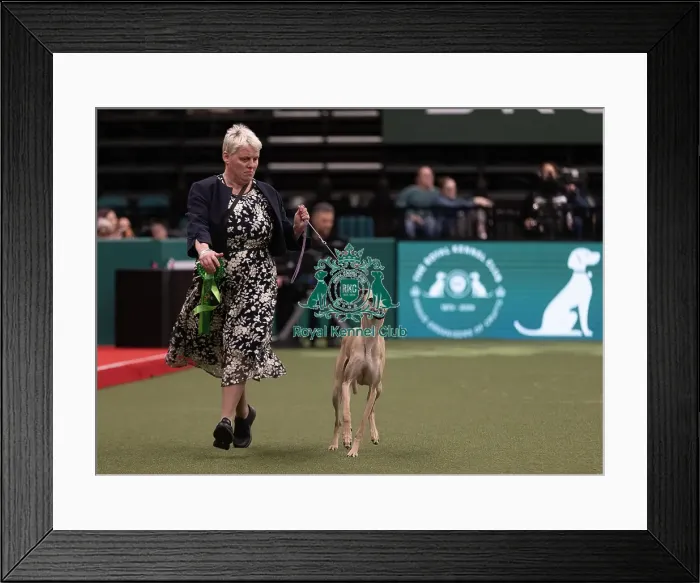 Framed Print : D-C-D-0-1-9-0 Crufts 2024 NEC Birmingham Hound Framed Print : D-C-D-0-1-9-0 Crufts 2024 NEC Birmingham Hound