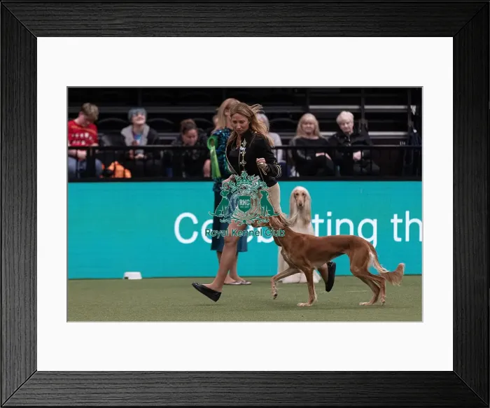 Framed Print : D-C-D-0-1-9-0 Crufts 2024 NEC Birmingham Hound Framed Print : D-C-D-0-1-9-0 Crufts 2024 NEC Birmingham Hound