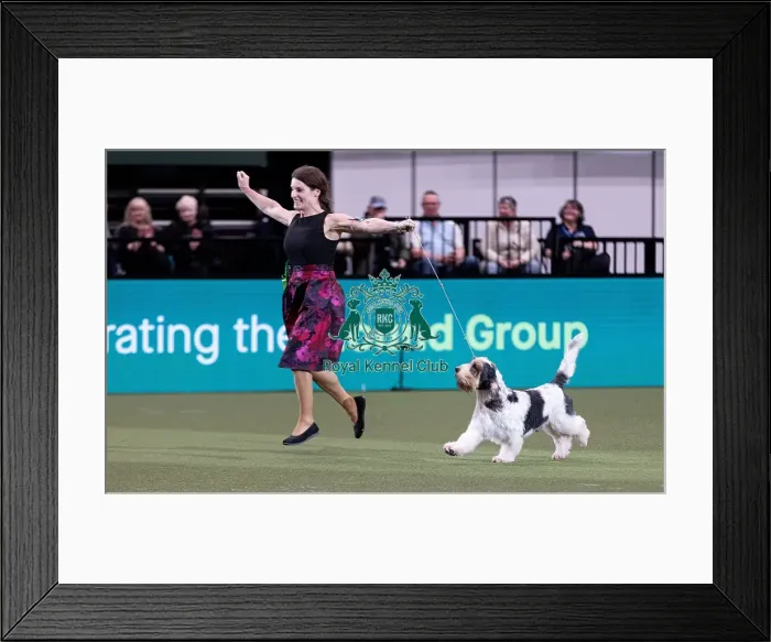 Framed Print : D-C-D-0-1-9-0 Crufts 2024 NEC Birmingham Hound Framed Print : D-C-D-0-1-9-0 Crufts 2024 NEC Birmingham Hound