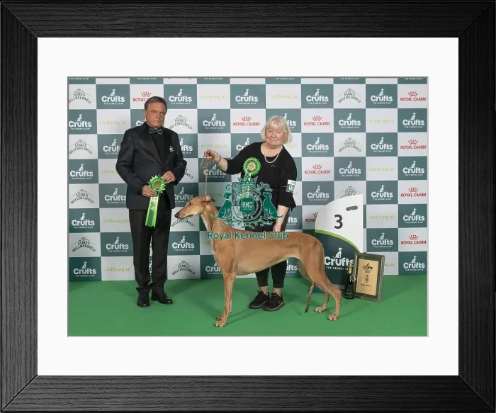Framed Print : D-C-D-0-1-9-0 Crufts 2024 NEC Birmingham Hound