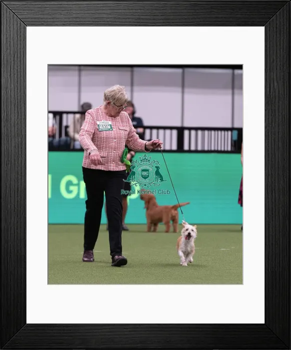 Framed Print : D-C-D-0-1-9-0 Crufts 2024 NEC Birmingham Hound Framed Print : D-C-D-0-1-9-0 Crufts 2024 NEC Birmingham Hound