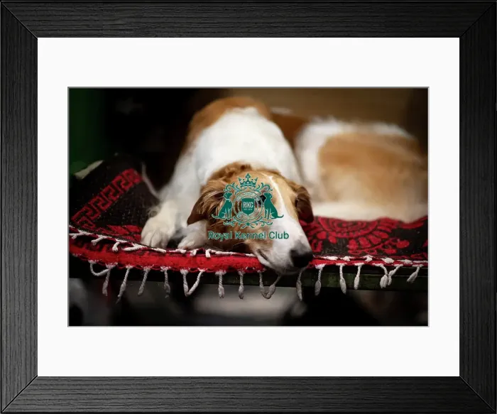 Framed Print : D-C-D-0-1-9-0 Crufts 2024 NEC Birmingham Day 4 Framed Print : D-C-D-0-1-9-0 Crufts 2024 NEC Birmingham Day 4