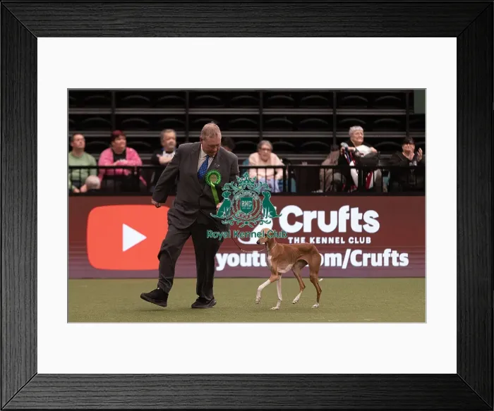 Framed Print : D-C-D-0-1-9-0 Crufts 2024 NEC Birmingham Hound Framed Print : D-C-D-0-1-9-0 Crufts 2024 NEC Birmingham Hound