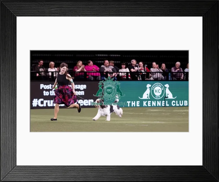 Framed Print : D-C-D-0-1-9-0 Crufts 2024 NEC Birmingham Hound