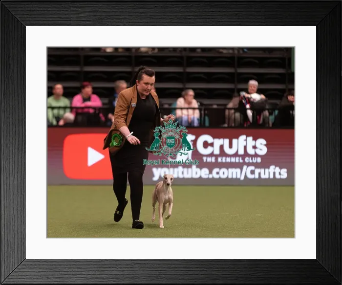 Framed Print : D-C-D-0-1-9-0 Crufts 2024 NEC Birmingham Hound