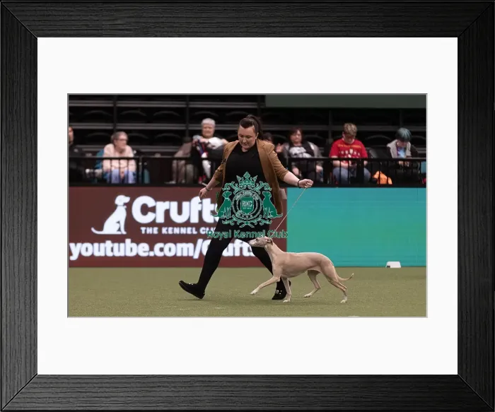 Framed Print : D-C-D-0-1-9-0 Crufts 2024 NEC Birmingham Hound