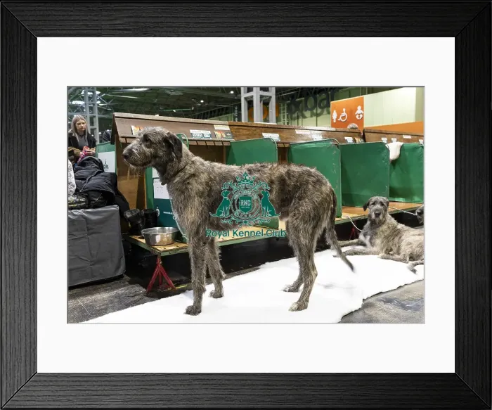 Framed Print : D-C-D-0-1-9-0 Crufts 2024 NEC Birmingham Day 3 Framed Print : D-C-D-0-1-9-0 Crufts 2024 NEC Birmingham Day 3