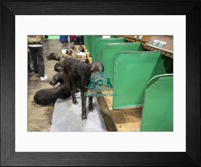 Framed Print : D-C-D-0-1-9-0 Crufts 2024 NEC Birmingham Day 3 Framed Print : D-C-D-0-1-9-0 Crufts 2024 NEC Birmingham Day 3