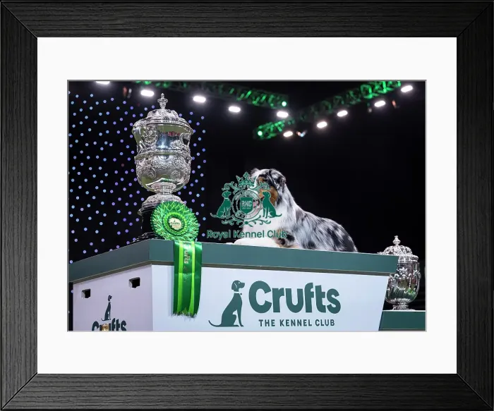 Framed Print : D-C-D-0-1-9-0 Crufts 2024 NEC Birmingham Terrier