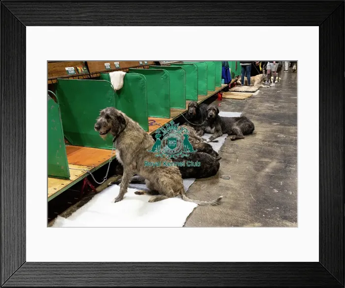 Framed Print : D-C-D-0-1-9-0 Crufts 2024 NEC Birmingham Day 3 Framed Print : D-C-D-0-1-9-0 Crufts 2024 NEC Birmingham Day 3