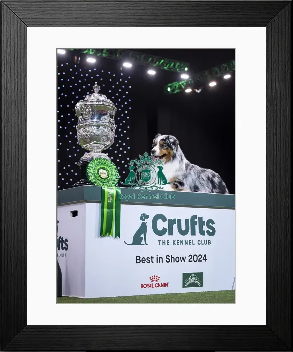Framed Print : D-C-D-0-1-9-0 Crufts 2024 NEC Birmingham Terrier Framed Print : D-C-D-0-1-9-0 Crufts 2024 NEC Birmingham Terrier