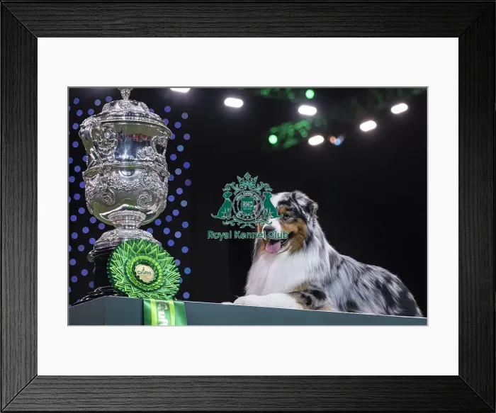 Framed Print : D-C-D-0-1-9-0 Crufts 2024 NEC Birmingham Terrier Framed Print : D-C-D-0-1-9-0 Crufts 2024 NEC Birmingham Terrier