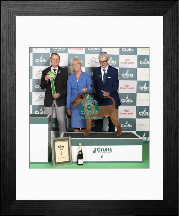 Framed Print : D-C-D-0-1-9-0 Crufts 2024 NEC Birmingham Terrier Framed Print : D-C-D-0-1-9-0 Crufts 2024 NEC Birmingham Terrier