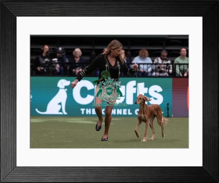 Framed Print : D-C-D-0-1-9-0 Crufts 2024 NEC Birmingham Hound Framed Print : D-C-D-0-1-9-0 Crufts 2024 NEC Birmingham Hound