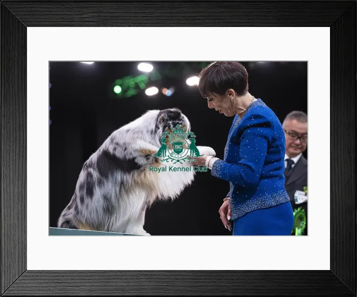 Framed Print : D-C-D-0-1-9-0 Crufts 2024 NEC Birmingham Terrier Framed Print : D-C-D-0-1-9-0 Crufts 2024 NEC Birmingham Terrier